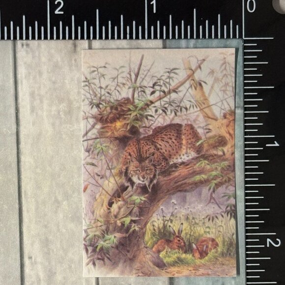 ๐10/$10๐ Classic Vicious Cats Lion Tiger Cheetah Reusable Washi Sticker Decal - Picture 1 of 1